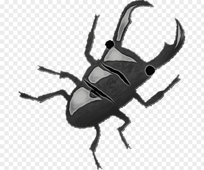 Insect Beetle Stag Beetles Weevil Japanese Rhinoceros PNG