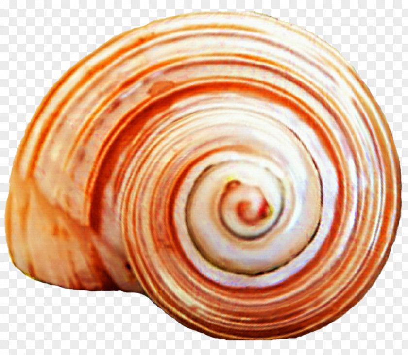 Seashell Spiral Clam Snail Gastropods PNG