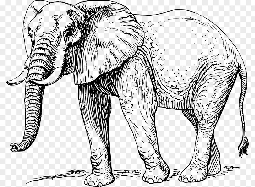 Asian Elephant African Line Art Elephantidae Clip PNG