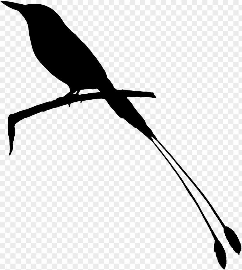 Beak Clip Art Fauna Feather Silhouette PNG