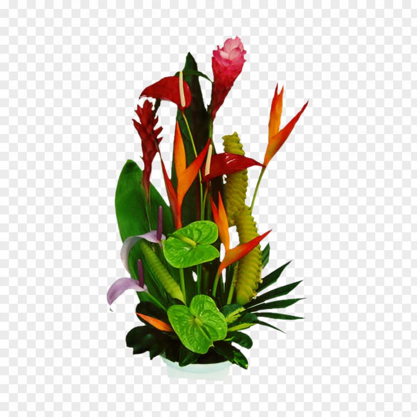 Bird Of Paradise Flower Image Flowerpot Plants PNG