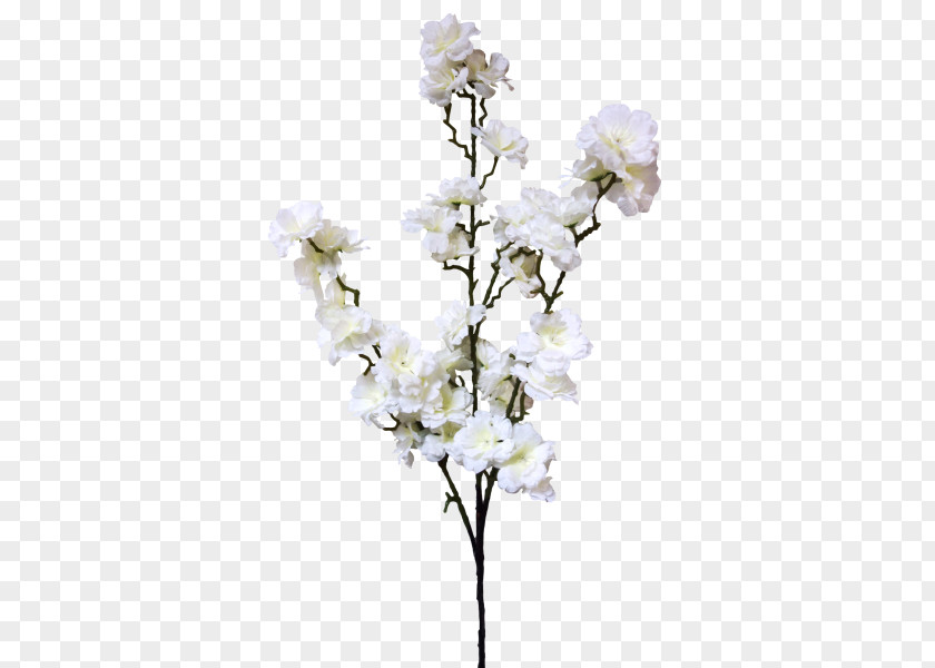 Cherry Blossom Flower Floral Design PNG