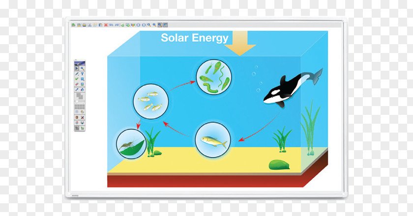 Sea Food Chain Web Photosynthesis Ocean Biology PNG
