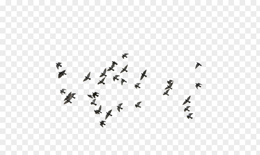 Bird Flight PNG