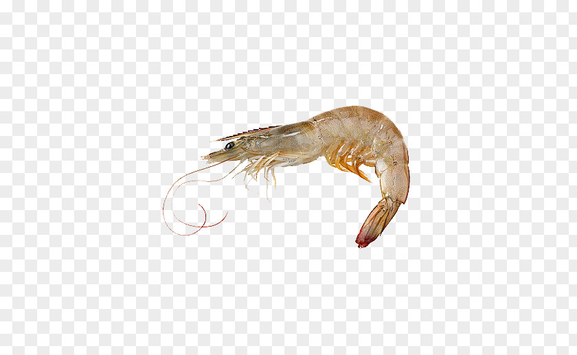 Caridea Giant Tiger Prawn Whiteleg Shrimp Seafood PNG tiger prawn shrimp Seafood, material Free clipart PNG