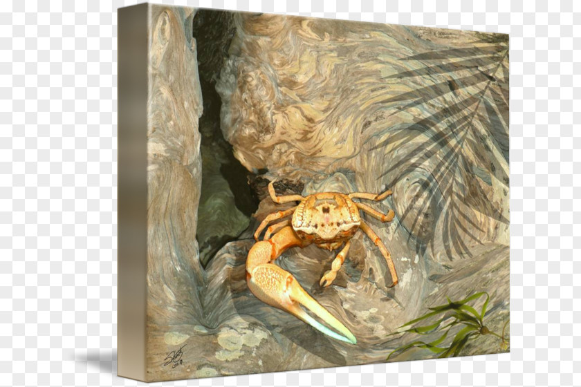 Fiddler Crab Frog Fauna Decapoda PNG
