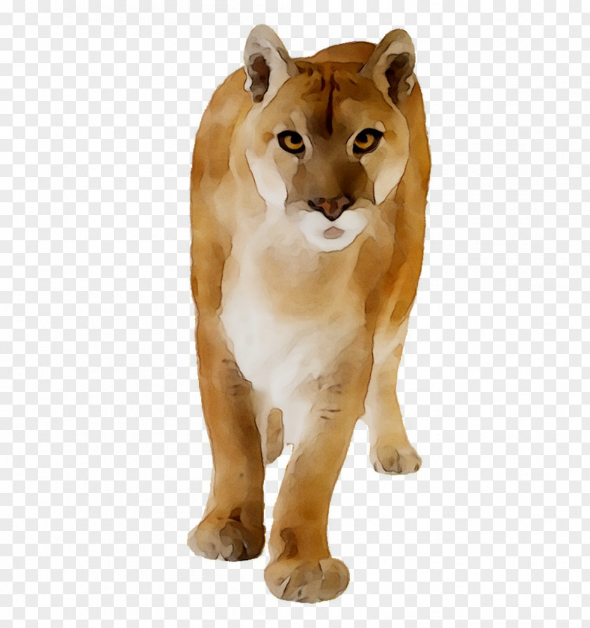 Lion Cougar Big Cat Black Panther PNG