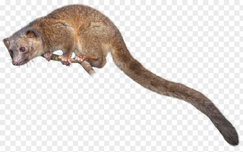 Raccoon Olinguito Kinkajou Mustela Common Opossum PNG