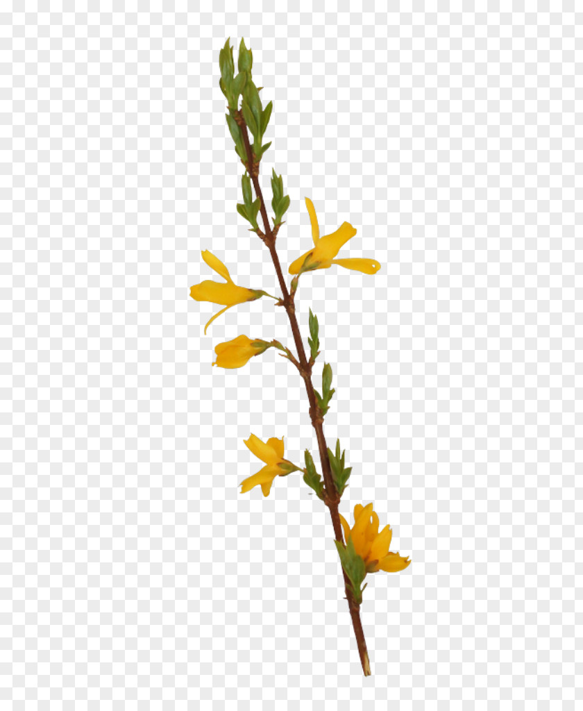 Tanacetum Balsamita Goldenrod Plants Background PNG