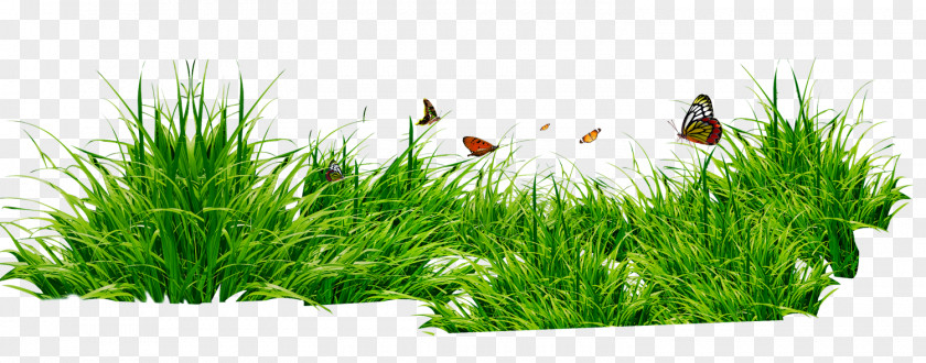 Grass And Butterflies RAR Clip Art PNG