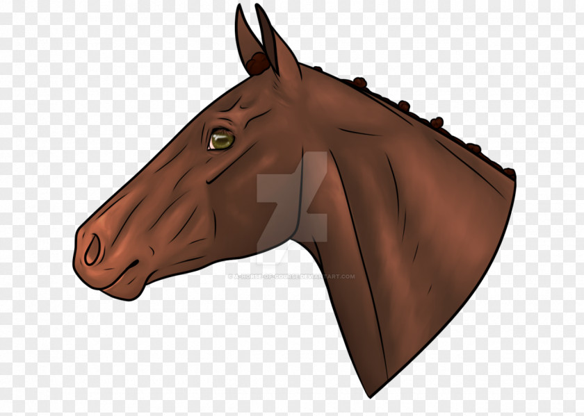 Mustang Mane Stallion Pony Rein PNG
