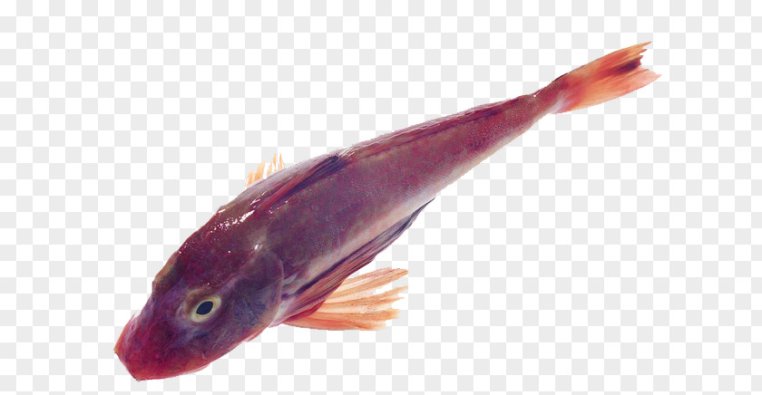 Red Fish Common Carp Carassius Auratus PNG