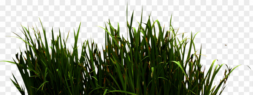 River Grass Download Icon PNG