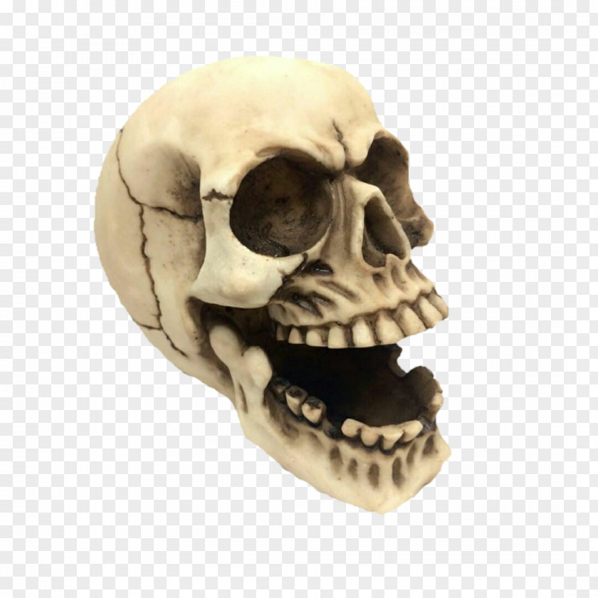 Skeleton Skull Bone Jaw Calvaria PNG
