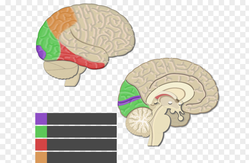 Brain Visual Cortex Cerebral Primary Motor PNG