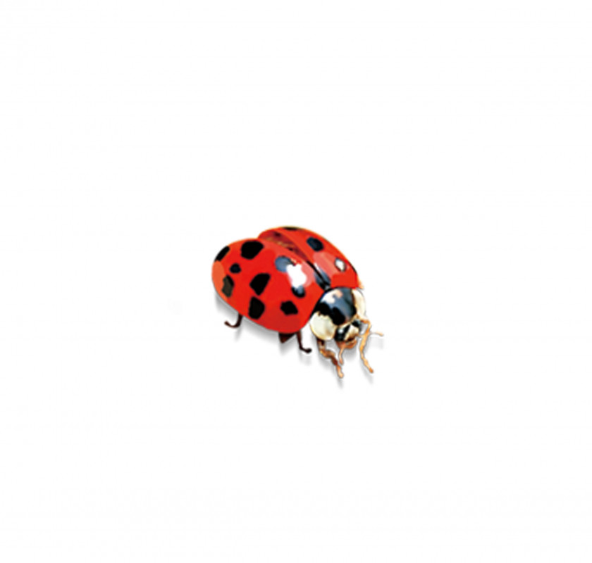 Ladybug Ladybird Insect PNG