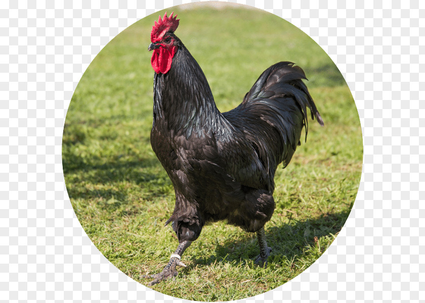 Race Rooster Cochin Chicken Australorp Leghorn Valdarno PNG