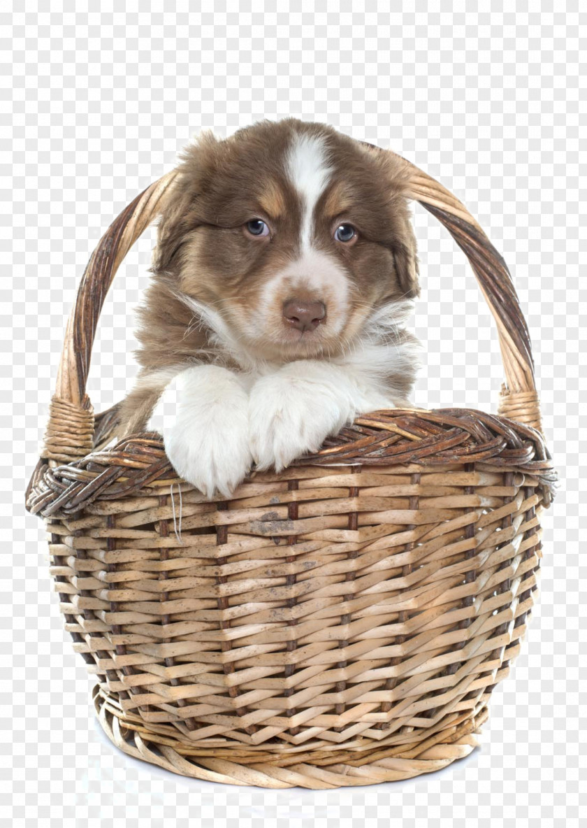 Cute Dog Australian Shepherd Border Collie Old English Sheepdog Puppy Kitten PNG