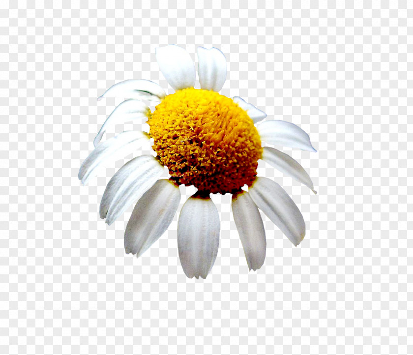 Flower Cut Flowers Email Oxeye Daisy Petal PNG