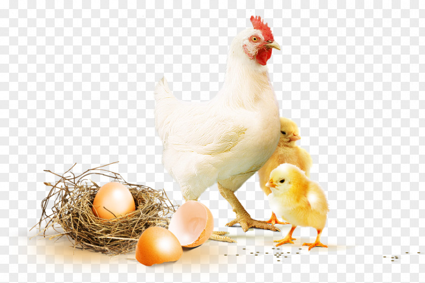 Chicken Rooster Anadolu Aricilik Broiler Poultry Farming PNG
