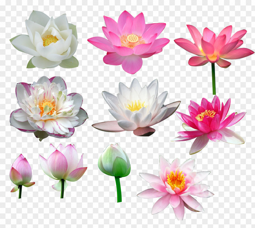 All Kinds Of Lotus Nelumbo Nucifera Flower PNG