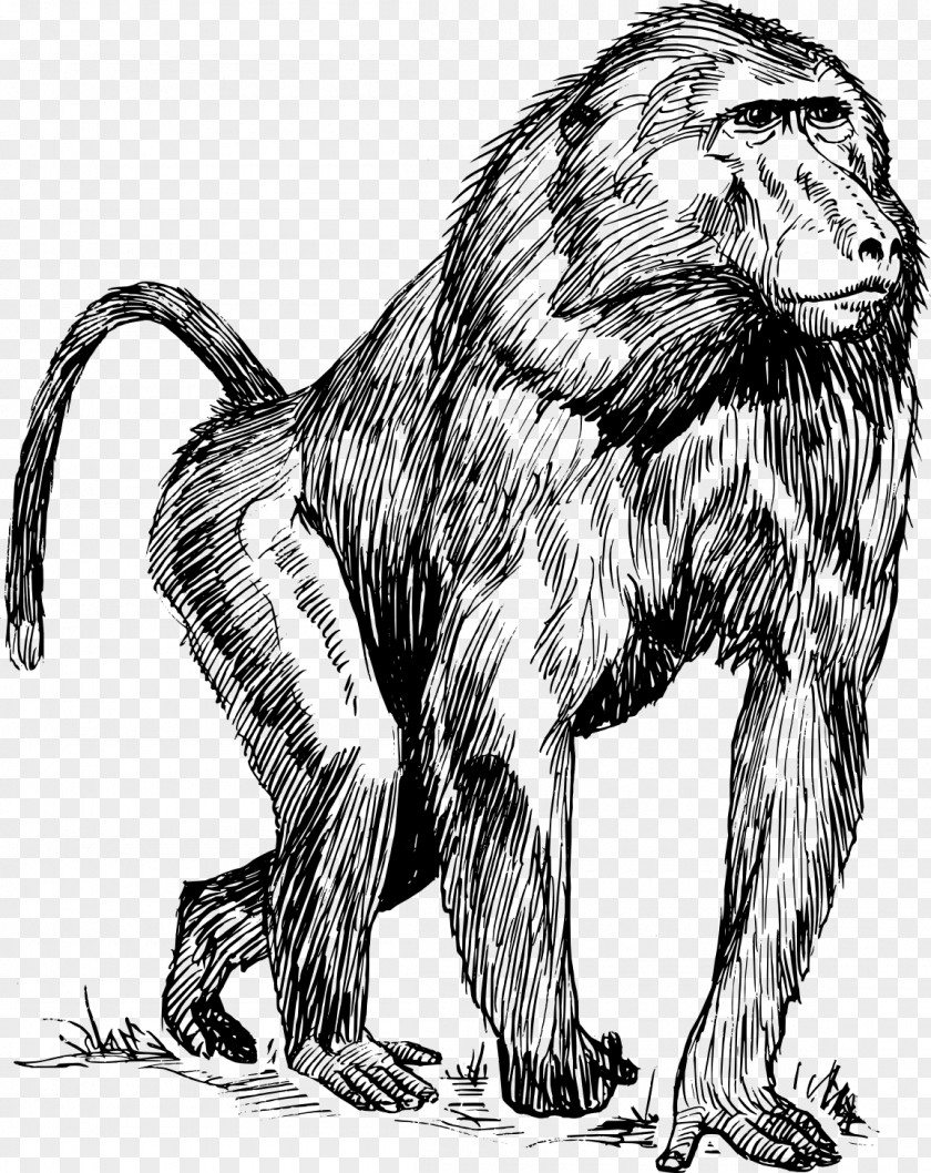Monkey Mandrill Drawing Hamadryas Baboon Clip Art PNG