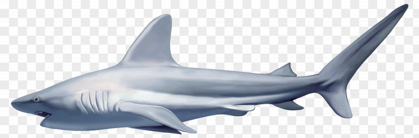 Shark Great White Carcharhinus Amblyrhynchos Clip Art PNG