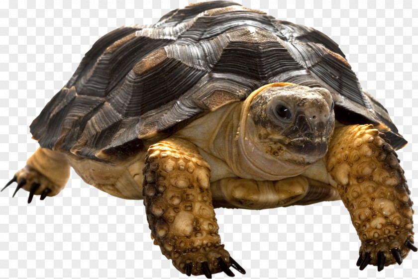 Turtle Clip Art PNG