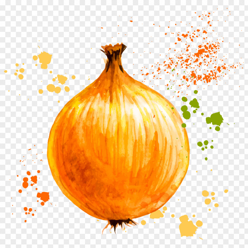 Vector Drawing Onion Ring Vegetable Watercolor Painting PNG