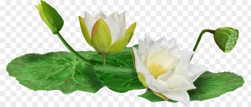 White Lotus Plant Material Clip Art PNG