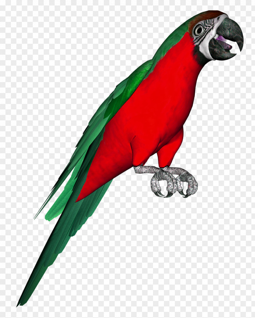Bird Parakeet Macaw Clip Art PNG
