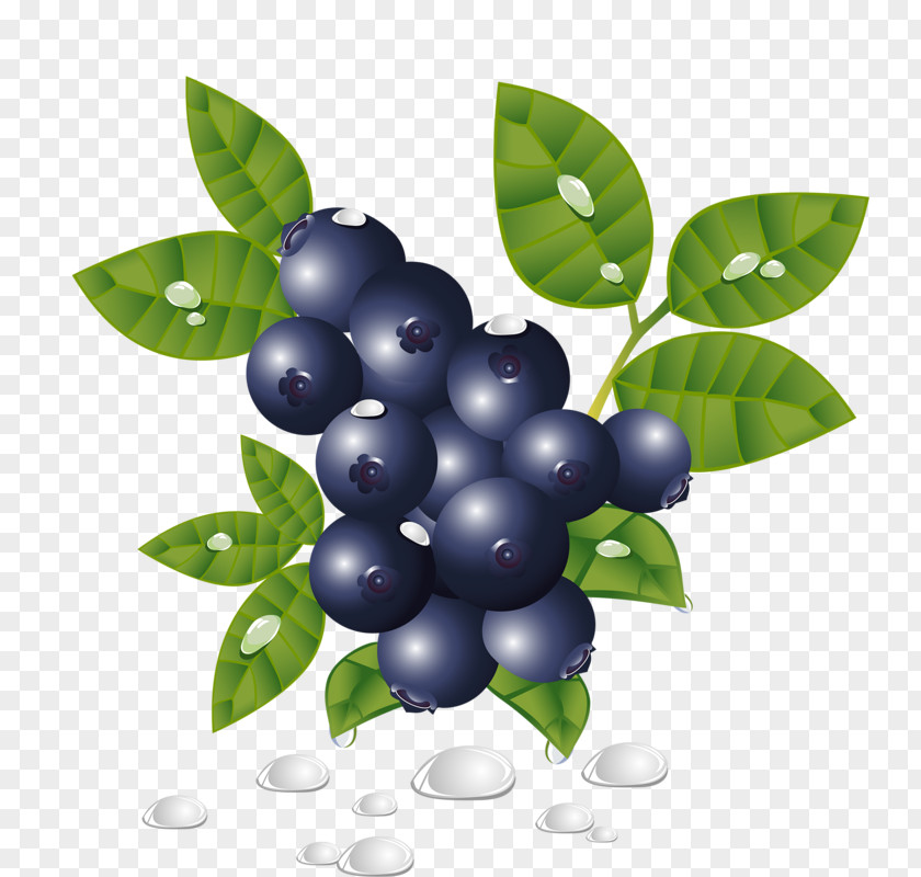 Blueberry Fruit PNG