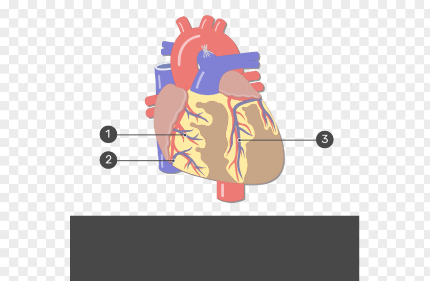 Heart Human Anatomy Circulatory System Body PNG