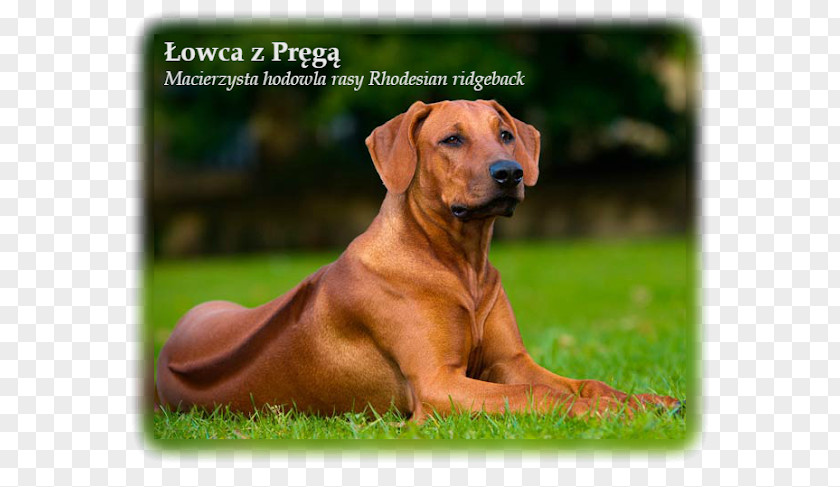 Rhodesian Ridgeback Puppy Rottweiler Dalmatian Dog Akita PNG