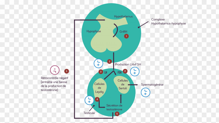 Technology Brand Diagram Human Behavior PNG