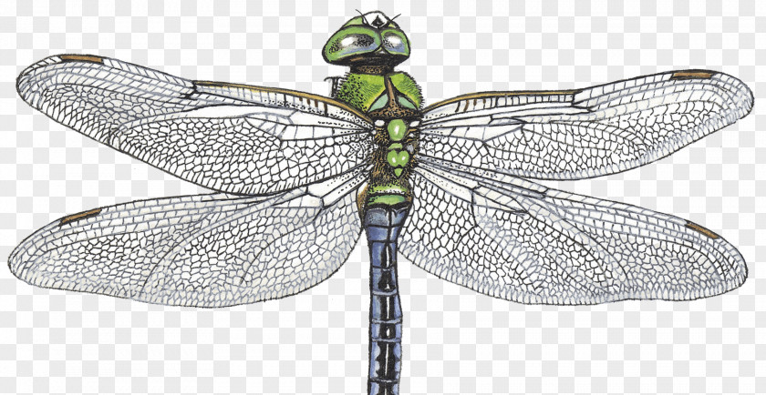 Gossip Slander Emperor Dragonfly Pterygota Net-winged Insects Longtemps PNG