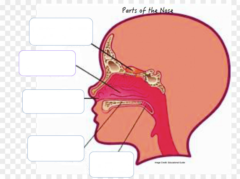 Nose Anatomy Of The Human Nasal Cavity Nostril PNG