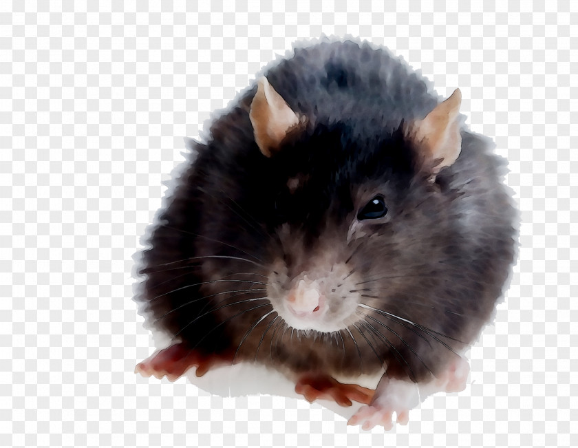 Rat Hamster Gerbil Kempsey Mouse PNG
