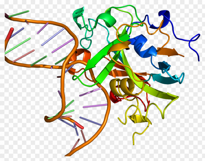 Uracil-DNA Glycosylase DNA-3-methyladenine Gene PNG
