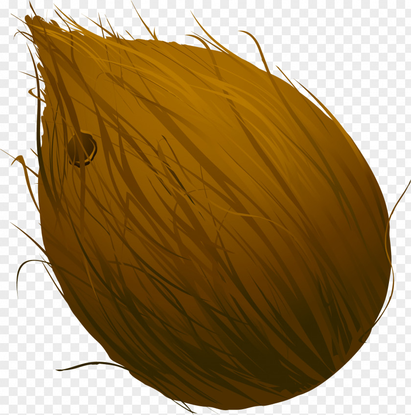 Vector Painted Coconut Designer PNG