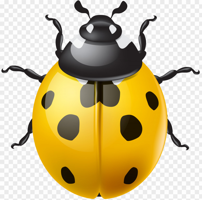 Yellow Ladybird Clip Art Beetle PNG