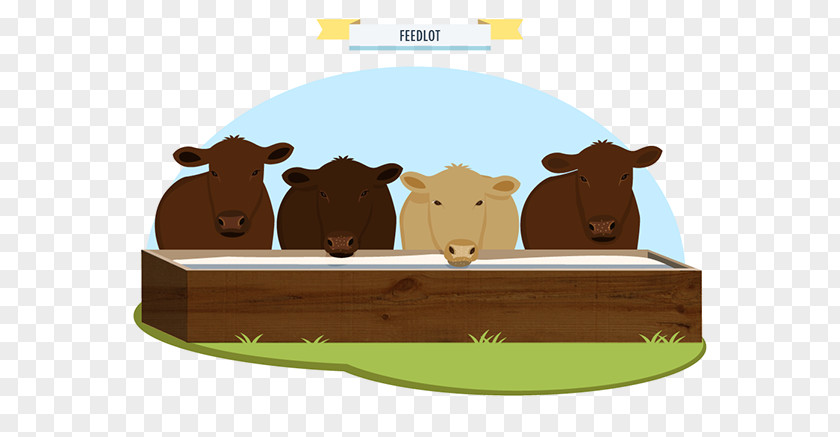 Food Infographic Cattle Animated Cartoon Illustration Carnivores PNG
