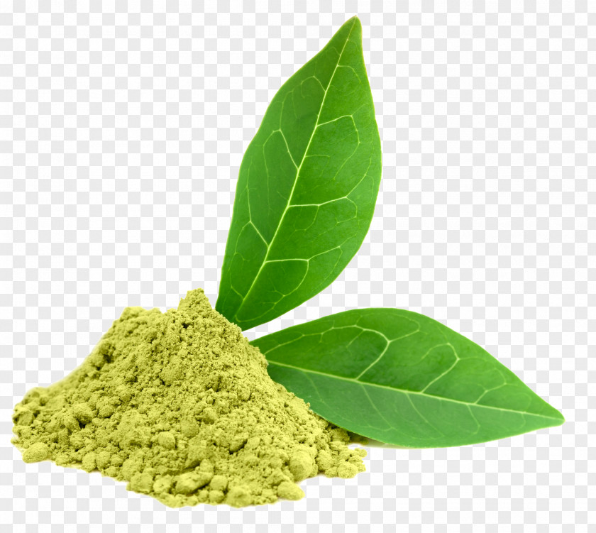 Green Tea Photos Dietary Supplement Oolong Camellia Sinensis PNG