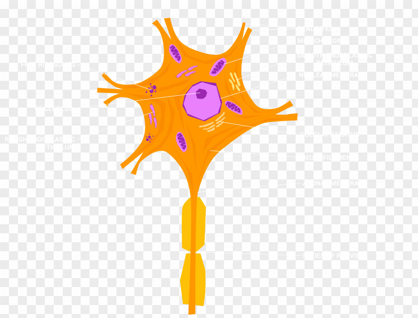 Mirror Neuron Cell Nervous System Nerve PNG