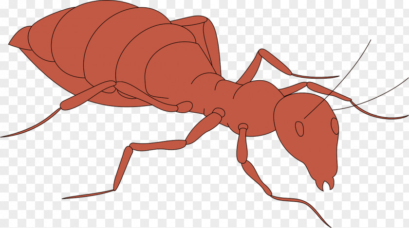 Pink Ants Ant Insect Clip Art PNG