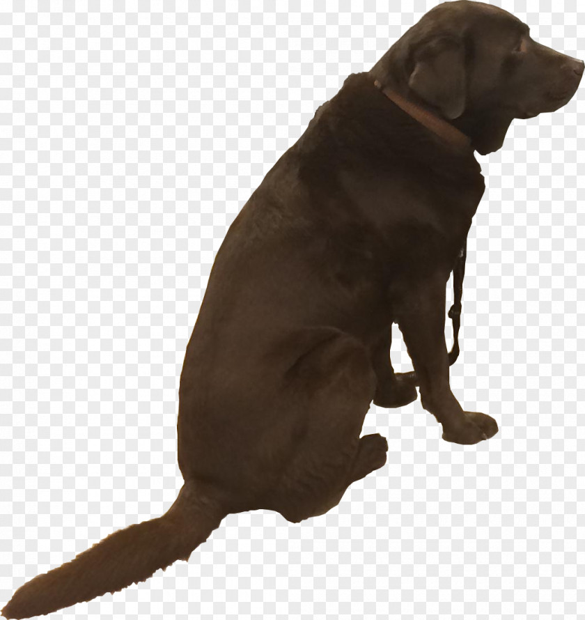 Puppy Labrador Retriever Leash Dog Breed PNG