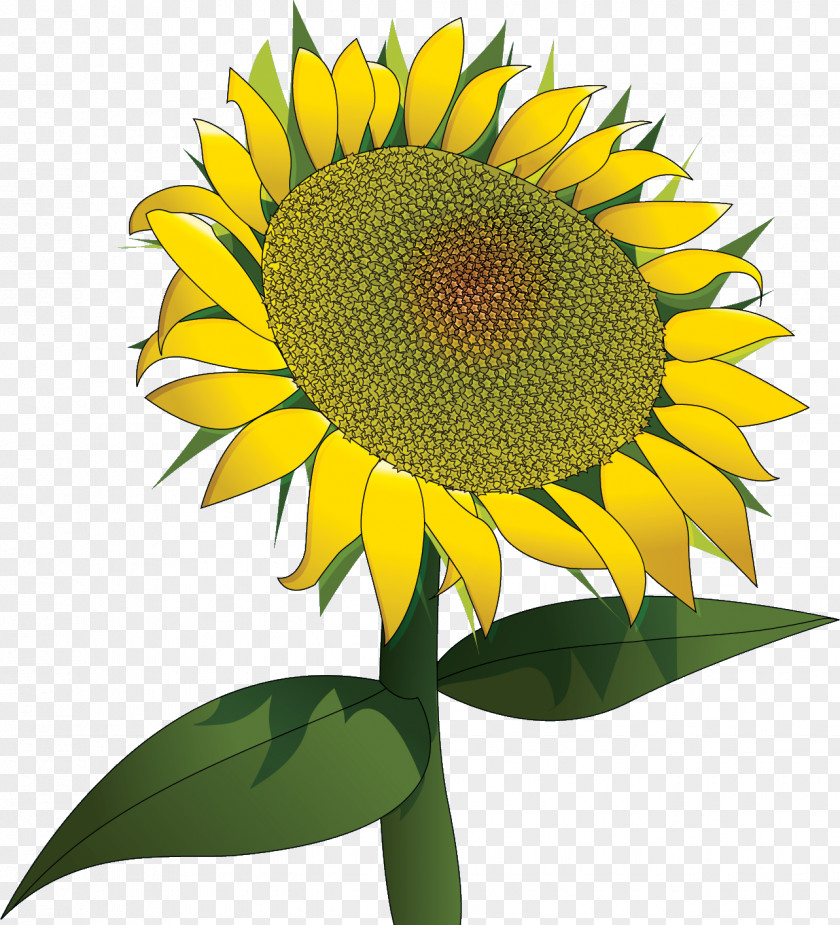 Sunflower Japan Design Birthday 0 PNG