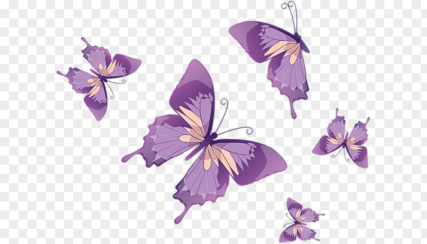 Butterfly Vector Graphics Clip Art Stock Photography Image PNG