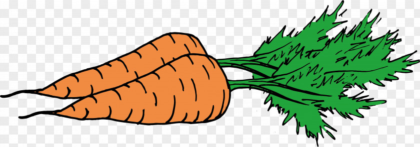 Carrot Illustration Design Orange PNG