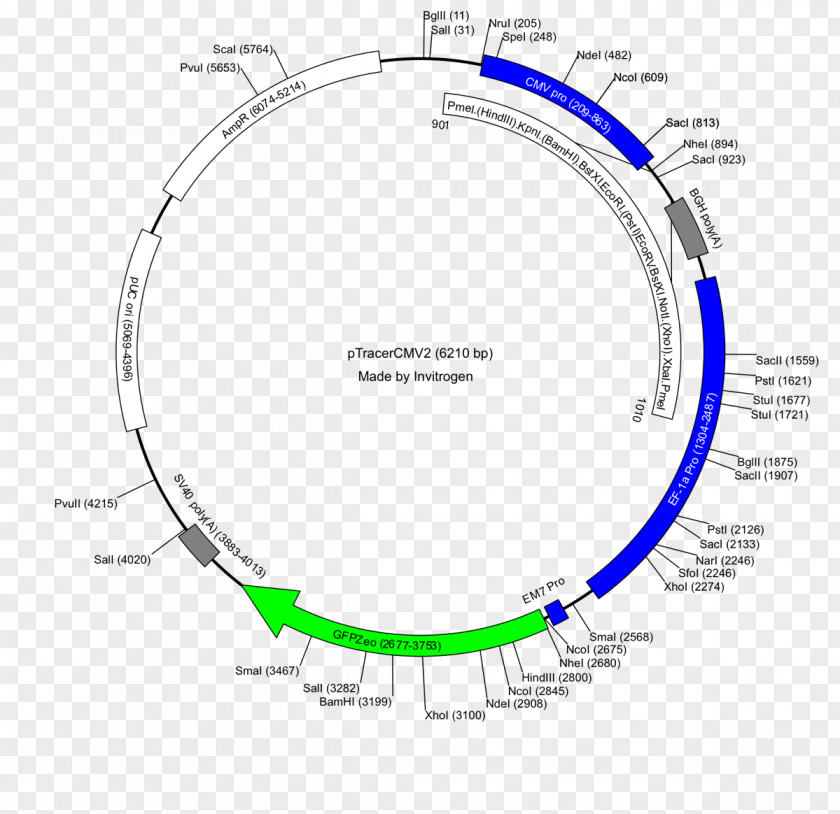 Dna 0 2 Restriction Map Plasmid Vector PUC19 PGLO PNG